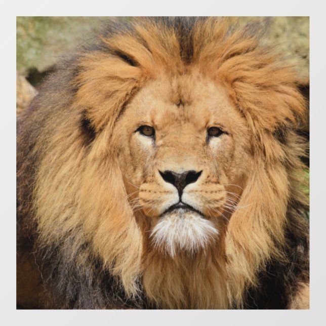 LION MALE GLASS WINDOW CLING (Sheet)