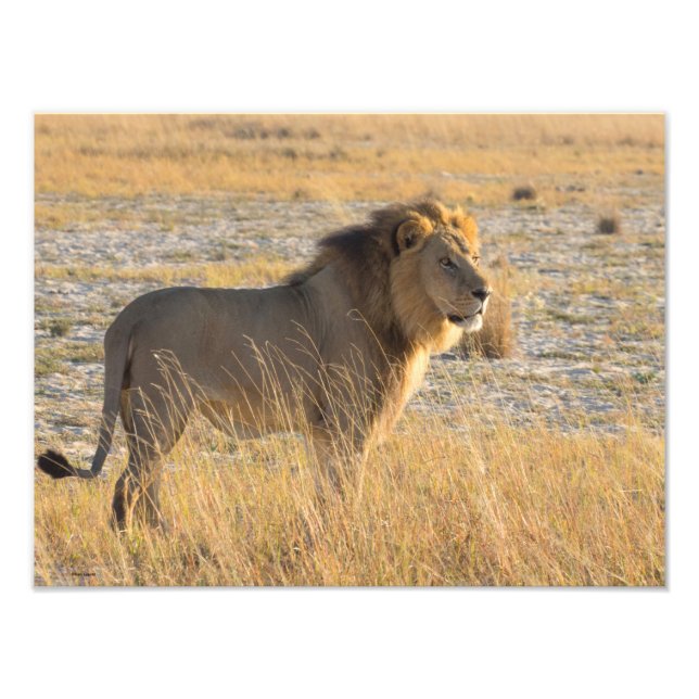 LION MALE PHOTO PRINT (Front)