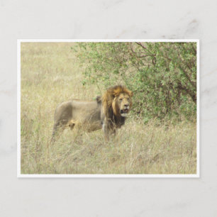 lion male postcard