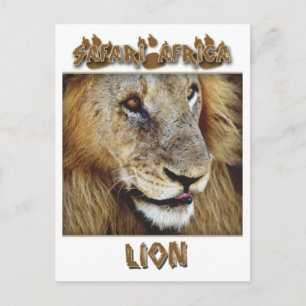 Lion male - wildlife safari postcards