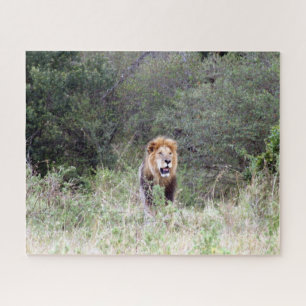 lion mane jigsaw puzzle