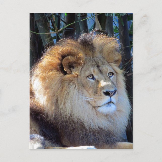 lion mane postcard (Front)