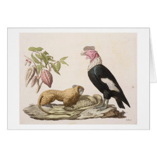 Lion monkey and condor, native to Chile or Ecuador