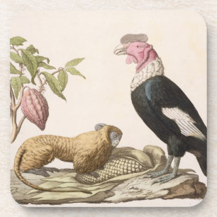 Lion monkey and condor, native to Chile or Ecuador Coaster