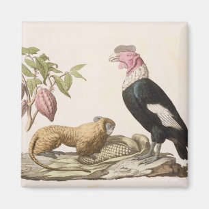 Lion monkey and condor, native to Chile or Ecuador Magnet