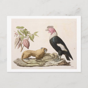 Lion monkey and condor, native to Chile or Ecuador Postcard