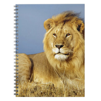Lion Notebook