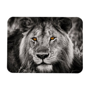 Lion of Judah - Rastafara - Reggae Rasta Magnet