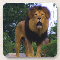 Lion on a Rock