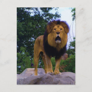 Lion on a Rock Postcard