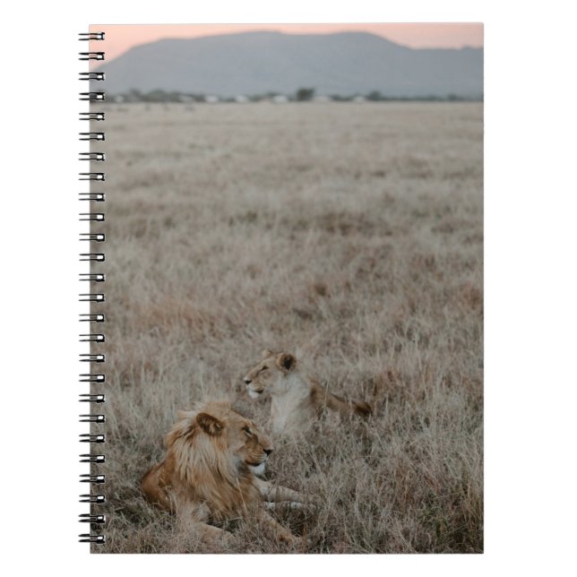 LION ON BROWN GRASS FIELD DURING DAYTIME NOTEBOOK (Front)