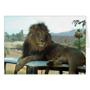 Lion on Car Card