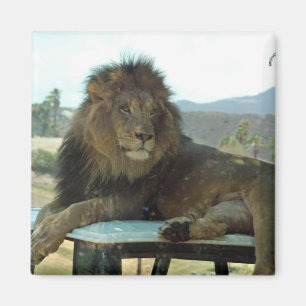 Lion on Car Magnet