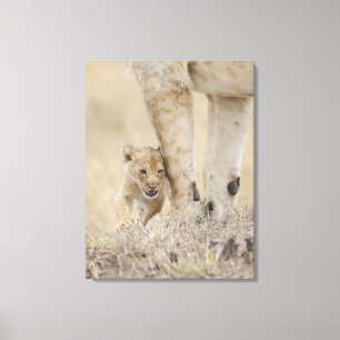 Lion (Panthera leo) cub playing by mothers feet, Canvas Print