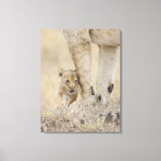 Lion (Panthera leo) cub playing by mothers feet, Canvas Print