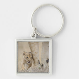Lion (Panthera leo) cub playing by mothers feet, Key Ring