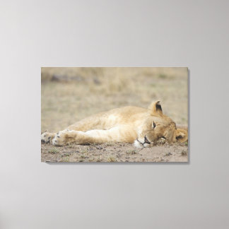 Lion (Panthera leo) cub resting, Masai Mara Game Canvas Print