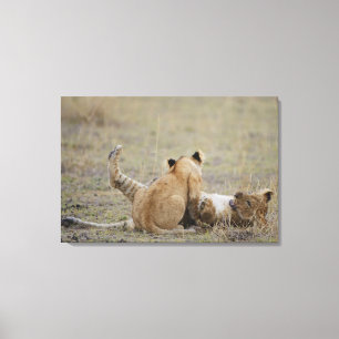 Lion (Panthera leo) cubs playing in grass, Masai Canvas Print