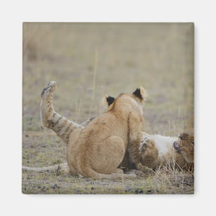 Lion (Panthera leo) cubs playing in grass, Masai Magnet