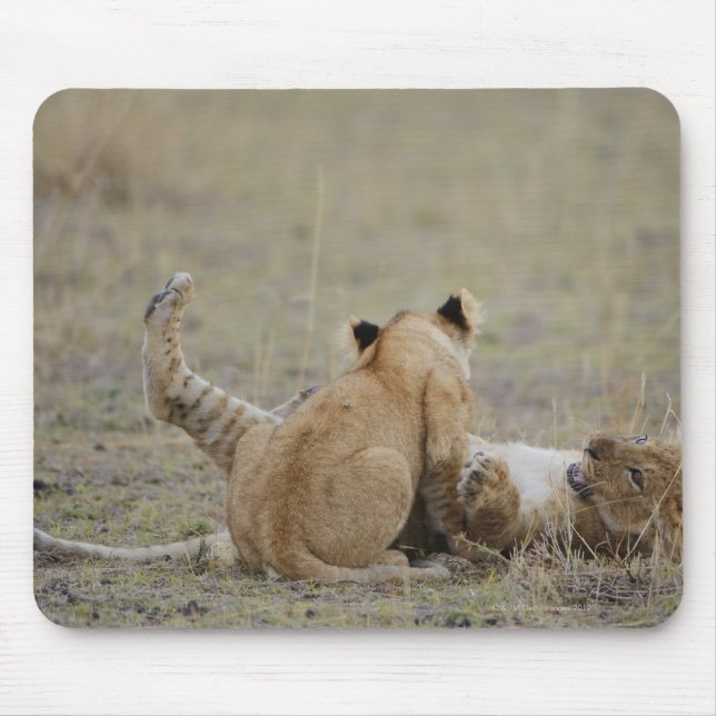 Lion (Panthera leo) cubs playing in grass, Masai Mouse Pad (Front)
