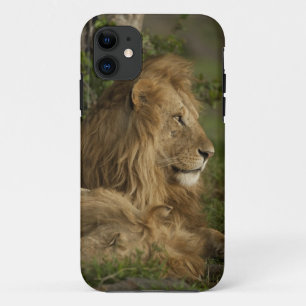 Lion, Panthera leo, Lower Mara, Masai Mara GR, iPhone 11 Case