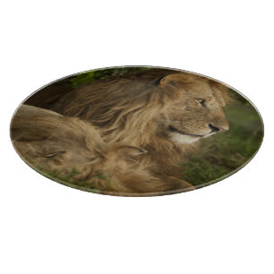 Lion, Panthera leo, Lower Mara, Masai Mara GR, Cutting Board