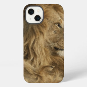 Lion, Panthera leo, Lower Mara, Masai Mara GR, iPhone 13 Case