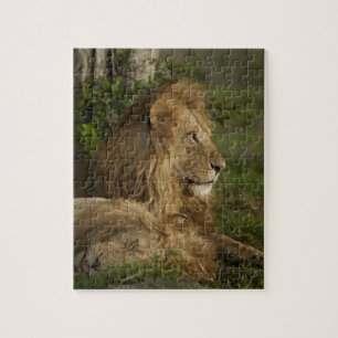 Lion, Panthera leo, Lower Mara, Masai Mara GR, Jigsaw Puzzle