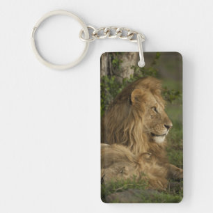 Lion, Panthera leo, Lower Mara, Masai Mara GR, Key Ring