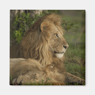 Lion, Panthera leo, Lower Mara, Masai Mara GR, Magnet