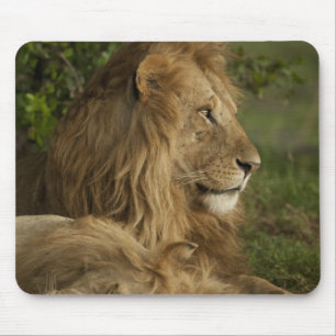Lion, Panthera leo, Lower Mara, Masai Mara GR, Mouse Pad