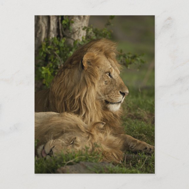 Lion, Panthera leo, Lower Mara, Masai Mara GR, Postcard (Front)
