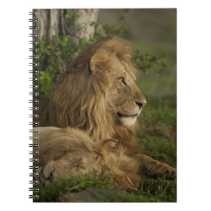 Lion, Panthera leo, Lower Mara, Masai Mara GR, Spiral Notebook
