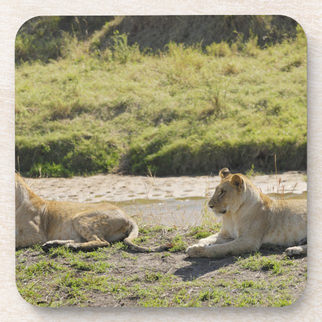 lion (Panthera leo),two young lioness, Masai Coaster (Front)
