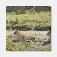 lion (Panthera leo),two young lioness, Masai