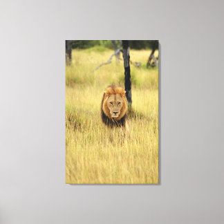 Lion (Panthera leo) walking in a forest, Canvas Print