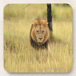 Lion (Panthera leo) walking in a forest, Coaster