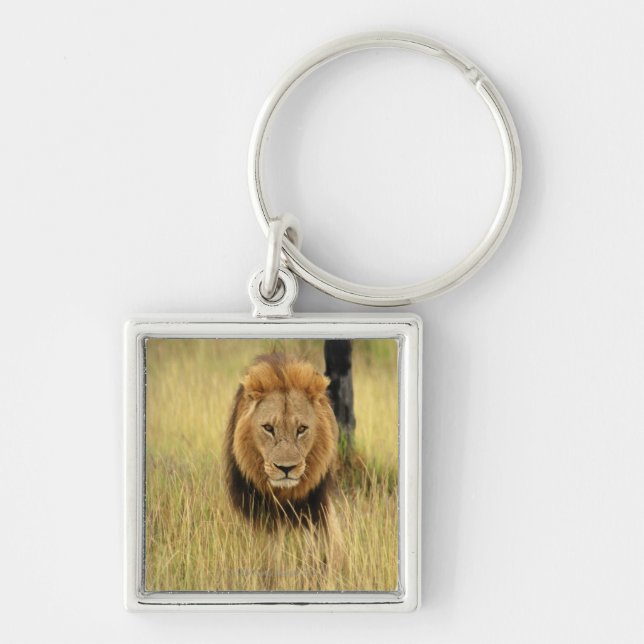 Lion (Panthera leo) walking in a forest, Key Ring (Front)