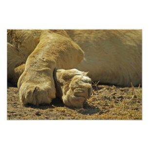 Lion Paws Photo Print