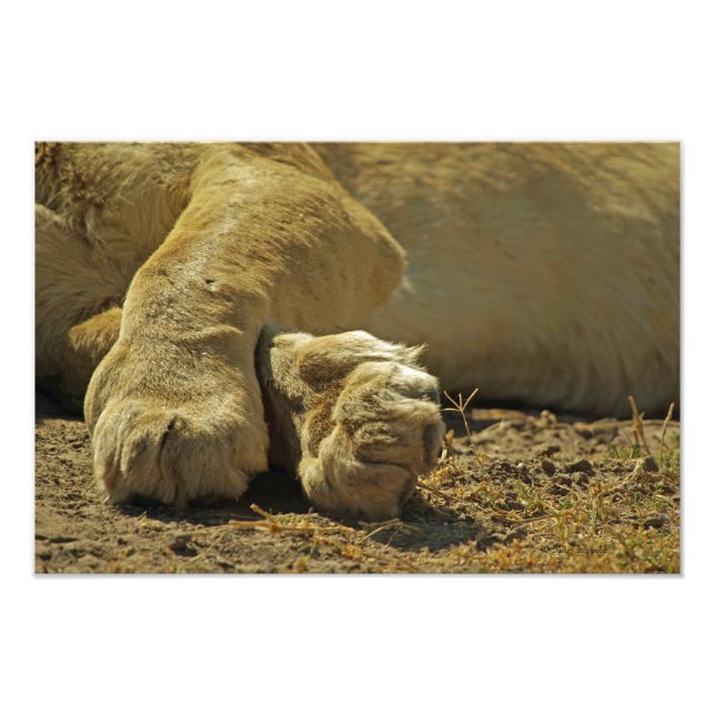 Lion Paws Photo Print (Front)