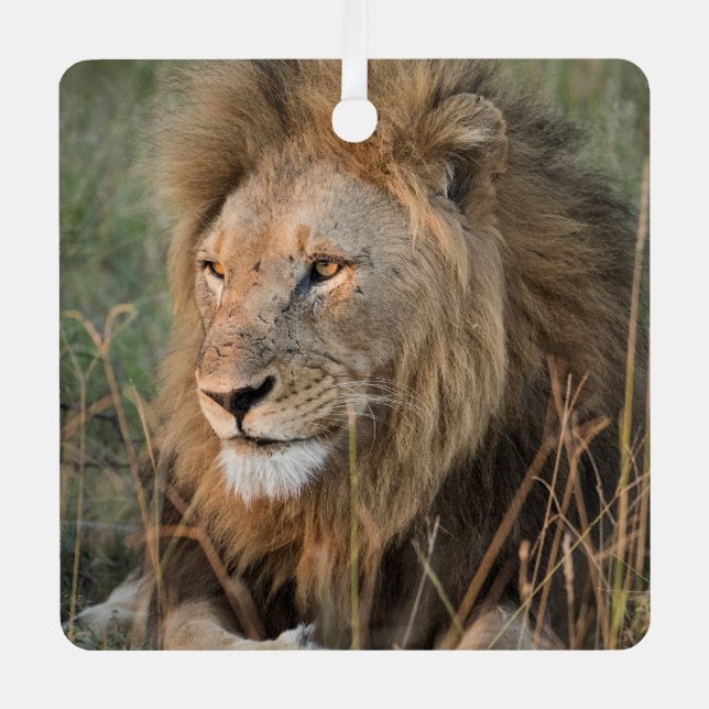LION Personalise Name Photo Christmas Metal Tree Decoration (Front)