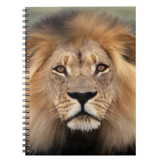 Lion Photograph Spiral Notebook (Front)