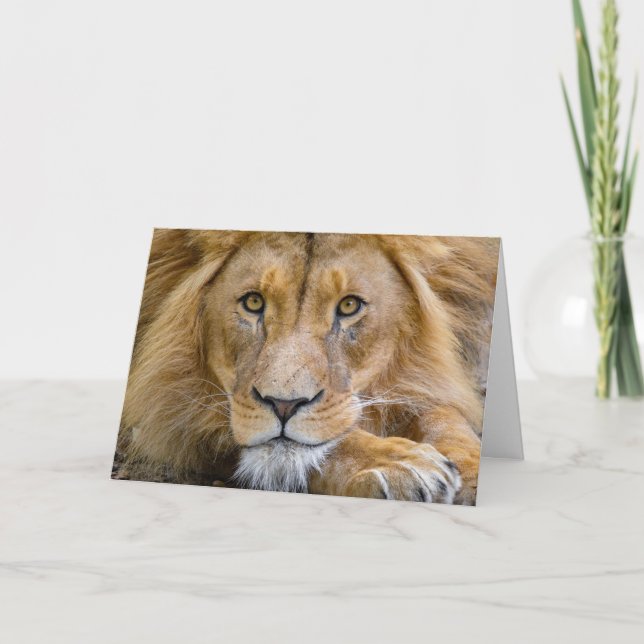 LION PHOTOGRAPHY BIRTHDAY GREETING CARD (Front)