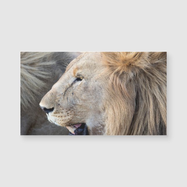 Lion Portrait (Front)