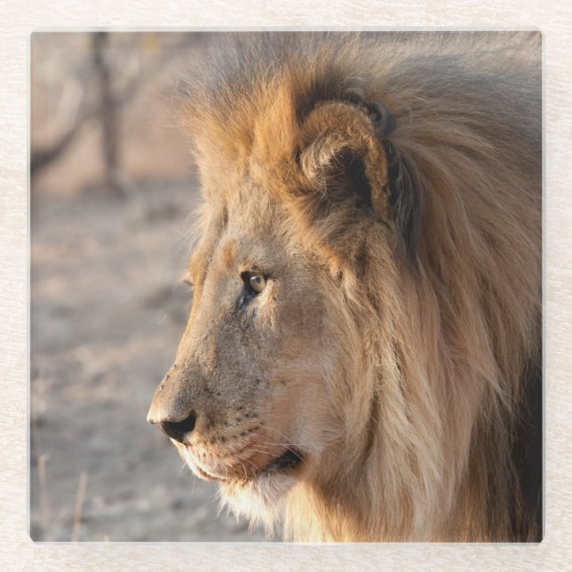 Lion Portrait Glass Coaster (Front)