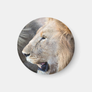Lion Portrait Magnet