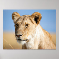 Lion portrait photo