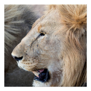 Lion Portrait Poster