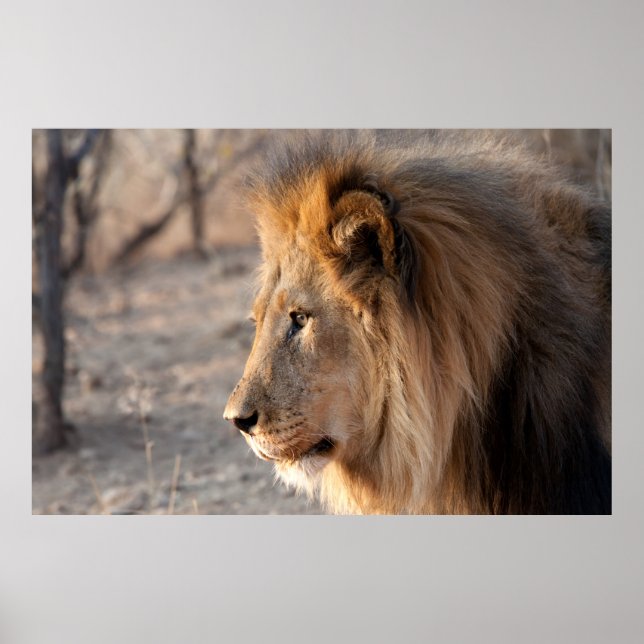 Lion Portrait Poster (Front)