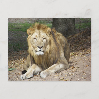Lion Post Card